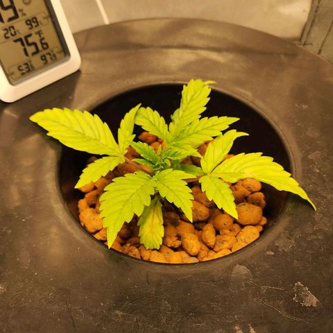 Cinex growlog timeline photo