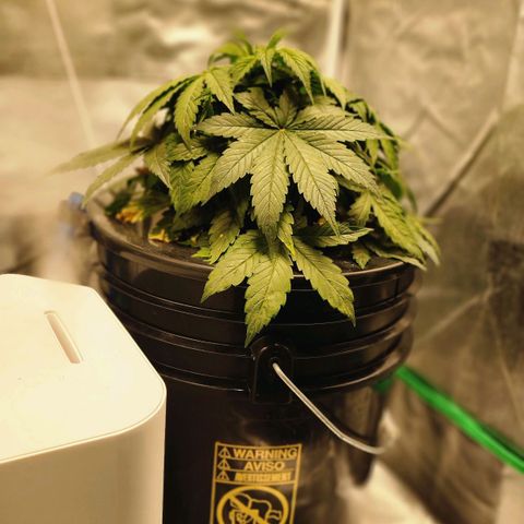 Cinex growlog photo: Corrected ph level. 
