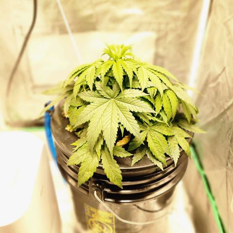 Cinex growlog photo: Corrected ph level. 
