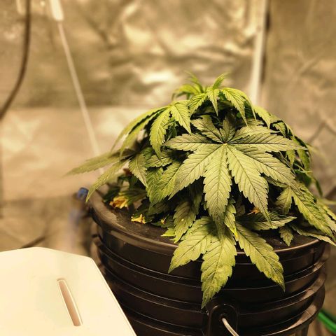 Cinex growlog photo: Corrected ph level. 