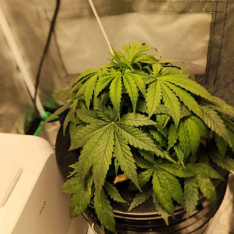 Cinex growlog photo: Corrected ph level. 