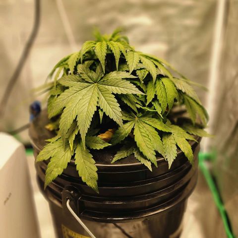 Cinex growlog photo: Corrected ph level. 