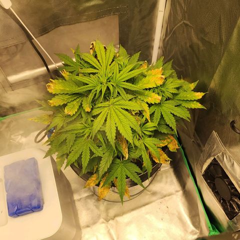 Cinex growlog photo: Had nutrient lock out... she's just now recovering.   Lesson learned. Never mix brands.