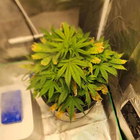 Cinex growlog photo: Had nutrient lock out... she's just now recovering.   Lesson learned. Never mix brands.