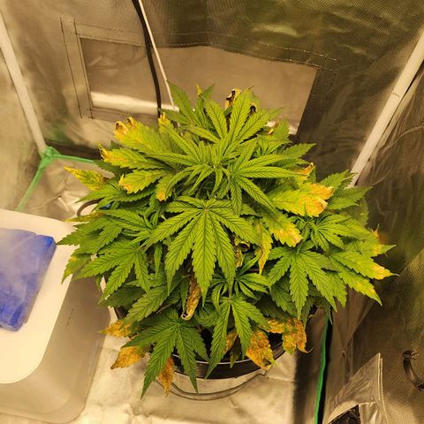 Cinex growlog photo: Had nutrient lock out... she's just now recovering.   Lesson learned. Never mix brands.