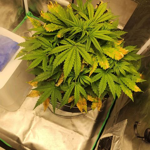 Cinex growlog photo: Had nutrient lock out... she's just now recovering.   Lesson learned. Never mix brands.