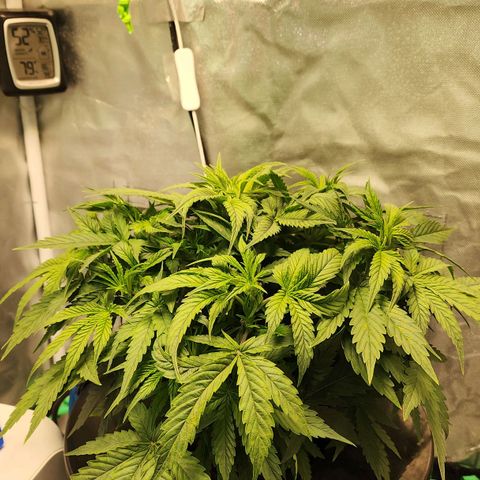Cinex growlog photo: She's back! Isn't she lovely (Stevie wonder voice)