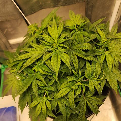 Cinex growlog photo: She's back! Isn't she lovely (Stevie wonder voice)