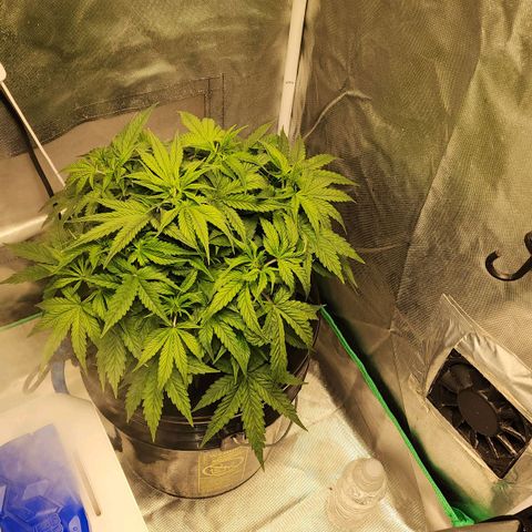 Cinex growlog photo: She's back! Isn't she lovely (Stevie wonder voice)