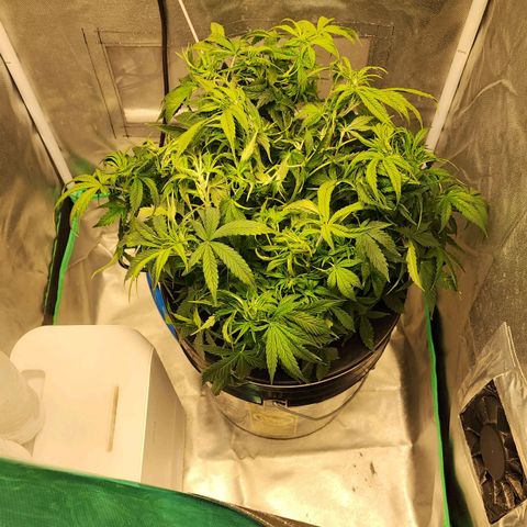 Cinex growlog photo: Defoliation,  water top off, Re-PHed. 