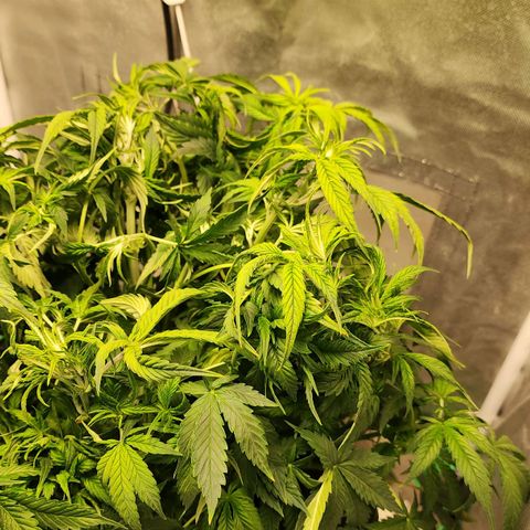 Cinex growlog photo: Defoliation,  water top off, Re-PHed. 