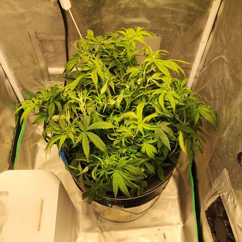Cinex growlog photo: Defoliation,  water top off, Re-PHed. 