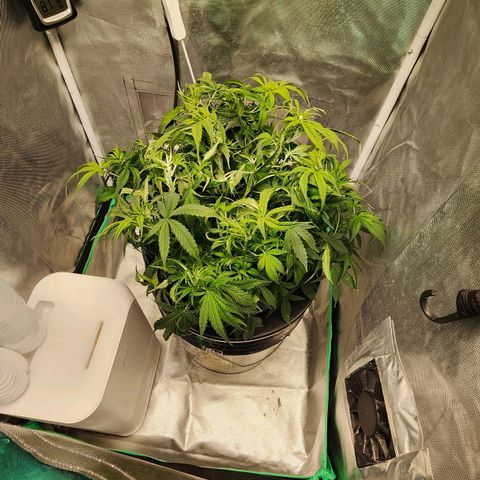 Cinex growlog photo: Defoliation,  water top off, Re-PHed. 