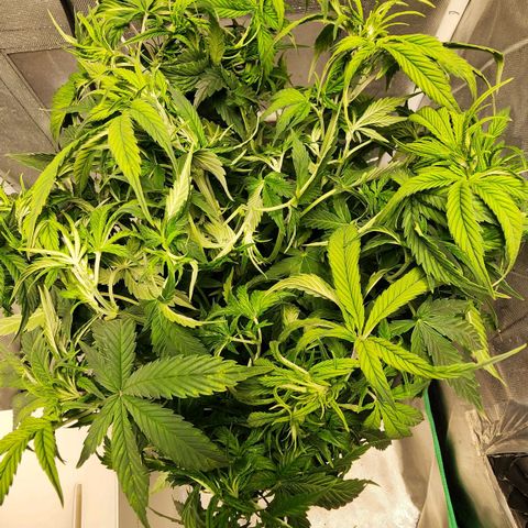 Cinex growlog photo: Defoliation,  water top off, Re-PHed. 