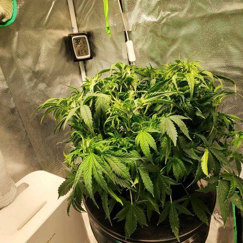Cinex growlog photo: Defoliation,  water top off, Re-PHed. 