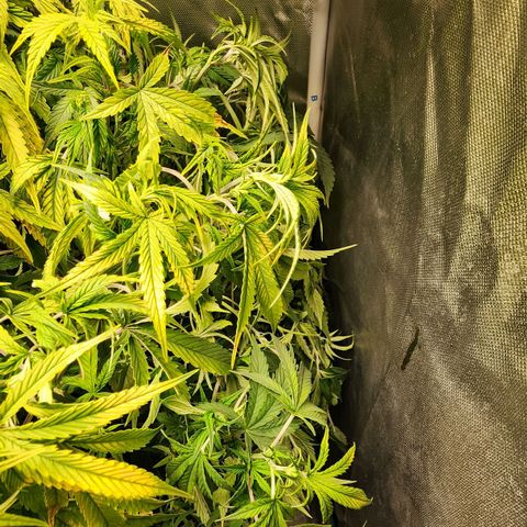 Cinex growlog photo: Drank all the water. Dried out the bucket 🪣. Looking thirsty.