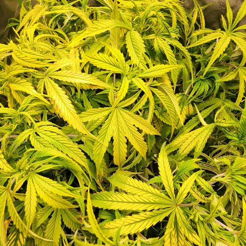 Cinex growlog photo: Drank all the water. Dried out the bucket 🪣. Looking thirsty.