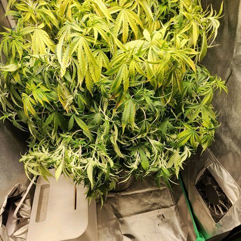 Cinex growlog photo: Drank all the water. Dried out the bucket 🪣. Looking thirsty.