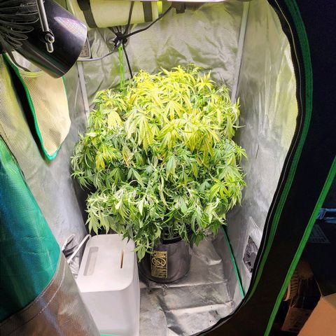Cinex growlog photo: Drank all the water. Dried out the bucket 🪣. Looking thirsty.
