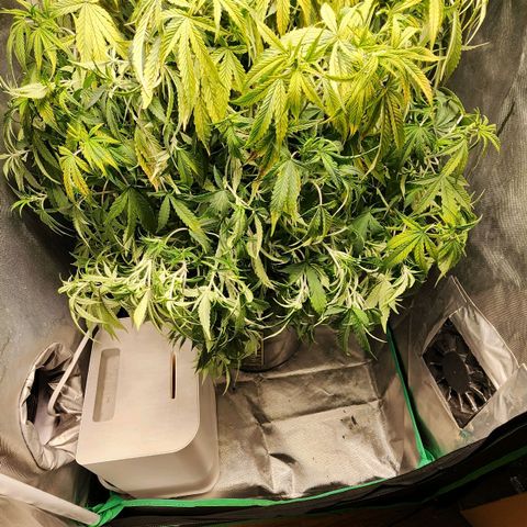 Cinex growlog photo: Drank all the water. Dried out the bucket 🪣. Looking thirsty.