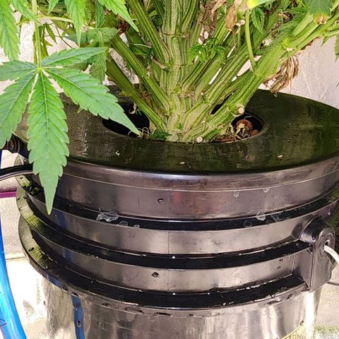 Cinex growlog photo: Fresh flush,  prepping for flower. 
