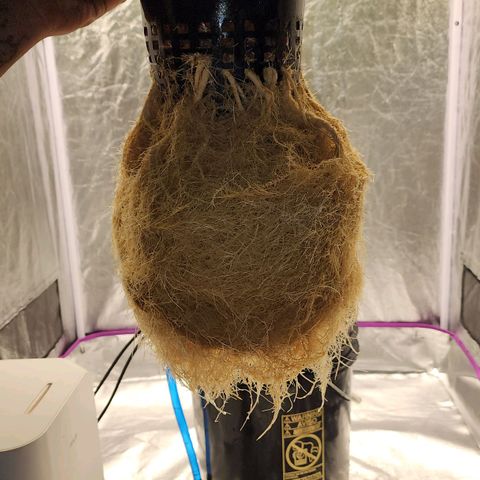 Cinex growlog photo: Fresh flush,  prepping for flower. 