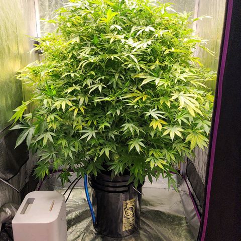 Cinex growlog photo: Fresh flush,  prepping for flower. 