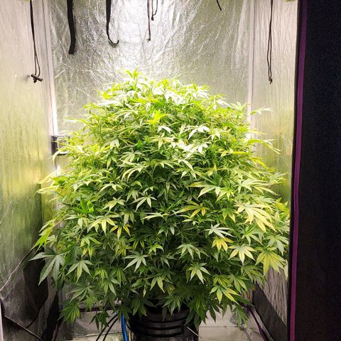 Cinex growlog photo: Fresh flush,  prepping for flower. 