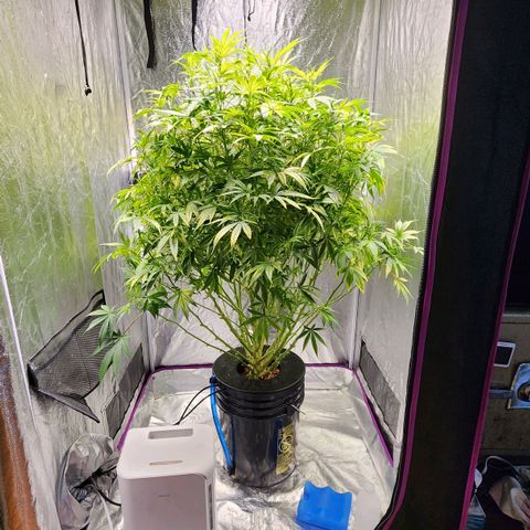 Cinex growlog photo: Haircut and feed.