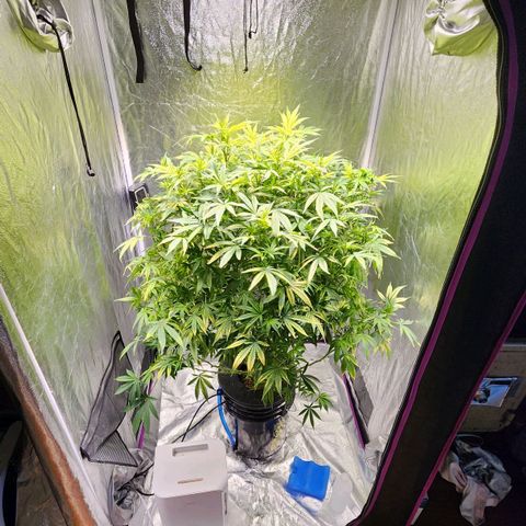 Cinex growlog photo: Haircut and feed.