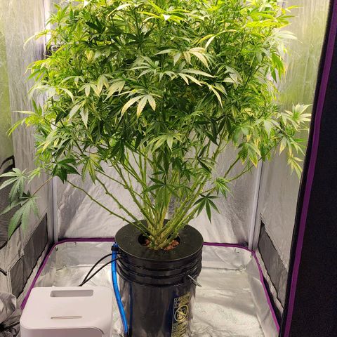 Cinex growlog photo: Haircut and feed.
