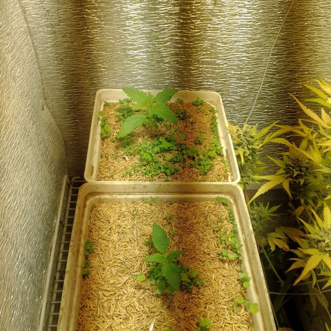 Galaxy  #2 growlog timeline photo