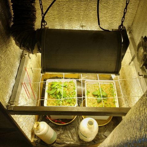 Galaxy  #2 growlog timeline photo