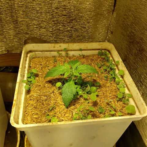 Galaxy  #2 growlog timeline photo