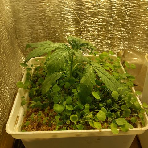 Galaxy  #2 growlog timeline photo