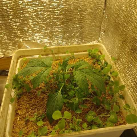 Galaxy  #2 growlog timeline photo