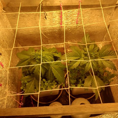 Galaxy  #2 growlog timeline photo