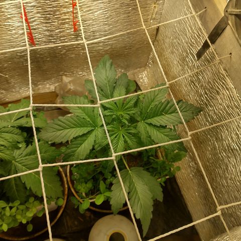 Galaxy  #2 growlog timeline photo