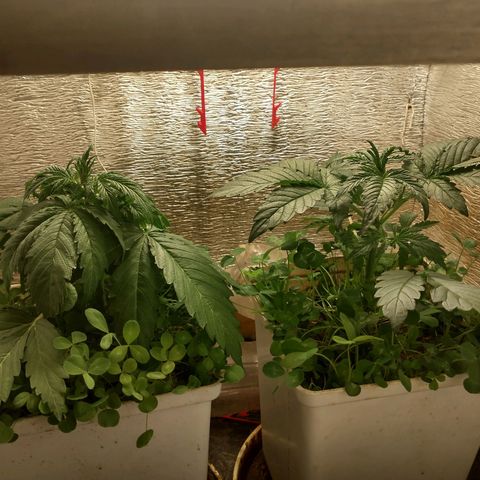 Galaxy  #2 growlog timeline photo