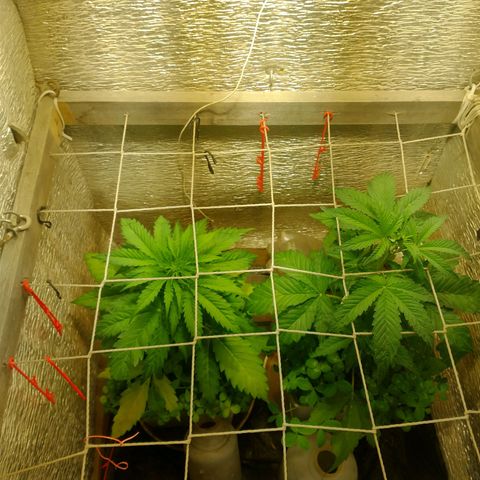 Galaxy  #2 growlog timeline photo