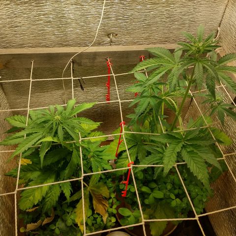 Galaxy  #2 growlog photo: Flora