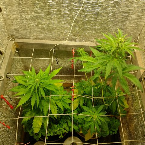 Galaxy  #2 growlog timeline photo