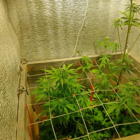 Galaxy  #2 growlog timeline photo