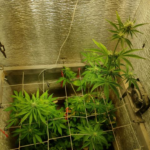 Galaxy  #2 growlog timeline photo