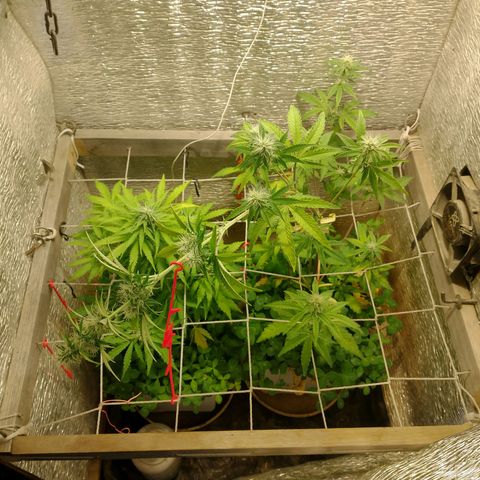 Galaxy  #2 growlog timeline photo