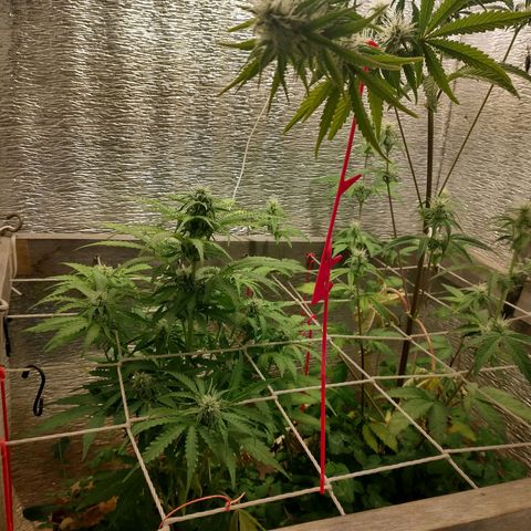 Galaxy  #2 growlog timeline photo