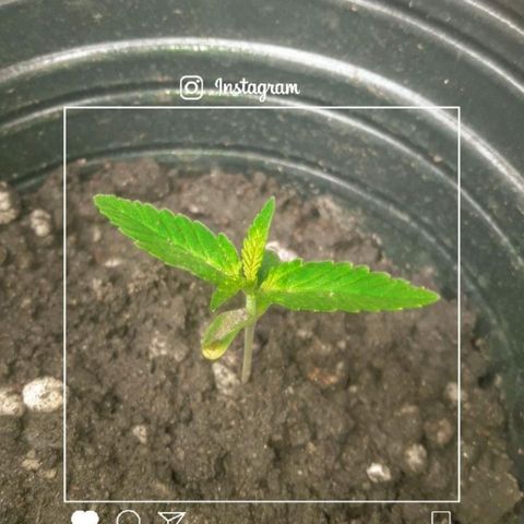 A01 growlog timeline photo