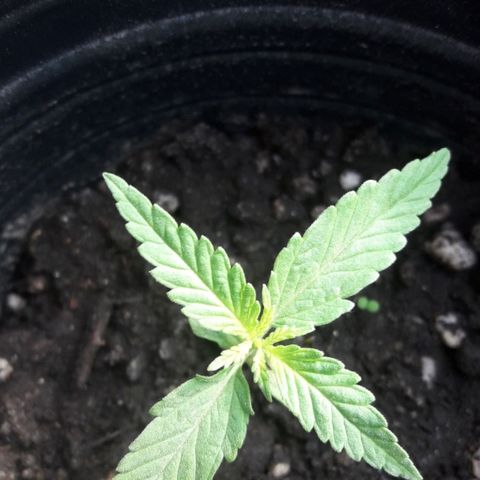 A01 growlog timeline photo