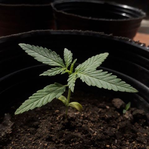 A01 growlog timeline photo