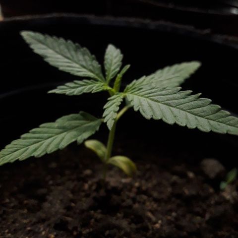 A01 growlog timeline photo